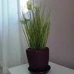 стоянови *