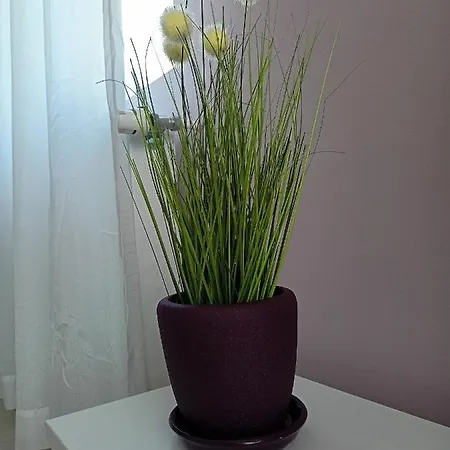 стоянови *