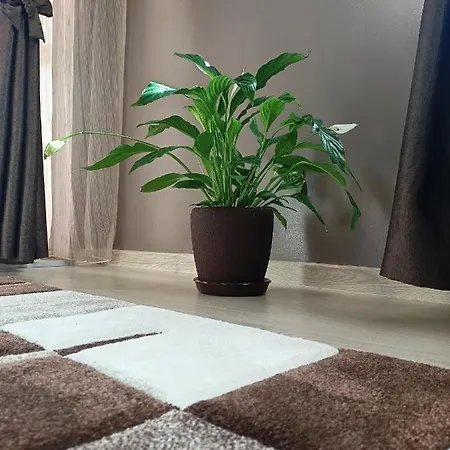 стоянови Appartamento *